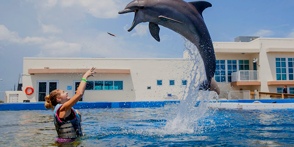 Delfines en los cayos
